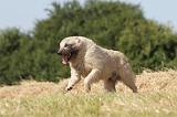 BOUVIER DES ARDENNES 006